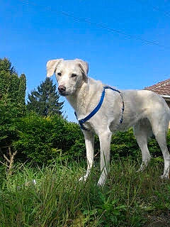 Véra a rejoint le concours — aidez-le/la à gagner de superbes lots ! carnivore, chair, collar, companion_dog, dog, dog_breed, dog_collar, fawn, grass, grassland, pasture, pet_supply, plant, sky, sporting_group, tail, terrestrial_animal, tree, working_animal, working_dog