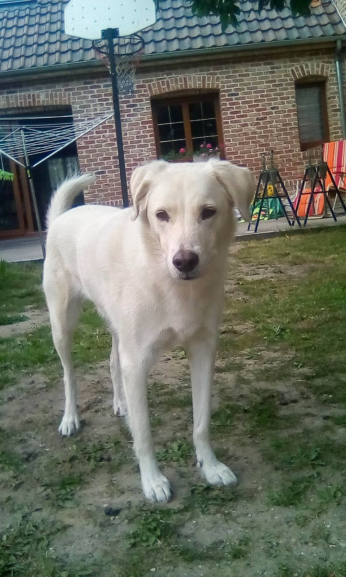 Véra participe au concours pour gagner de l'argent avec cette photo : building, canidae, carnivore, collar, companion_dog, dog, dog_breed, dog_collar, door, fawn, fence, grass, livestock_guardian_dog, pet_supply, snout, sporting_group, tail, window, working_animal, working_dog