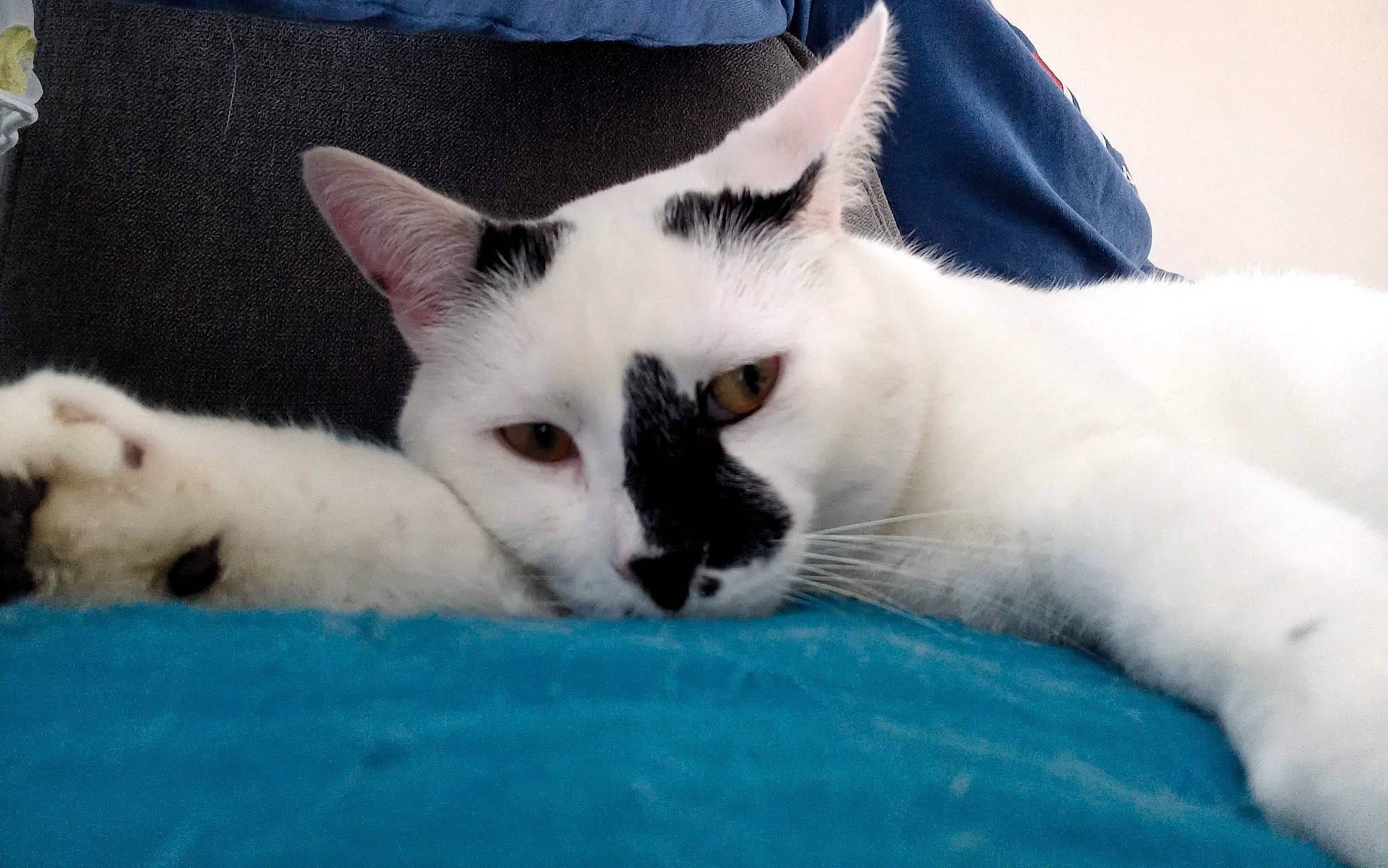 Kalinou a rejoint le concours — aidez-le/la à gagner de superbes lots ! carnivore, cat, comfort, fang, felidae, fur, small_to_medium_sized_cats, snout, tail, terrestrial_animal, whiskers