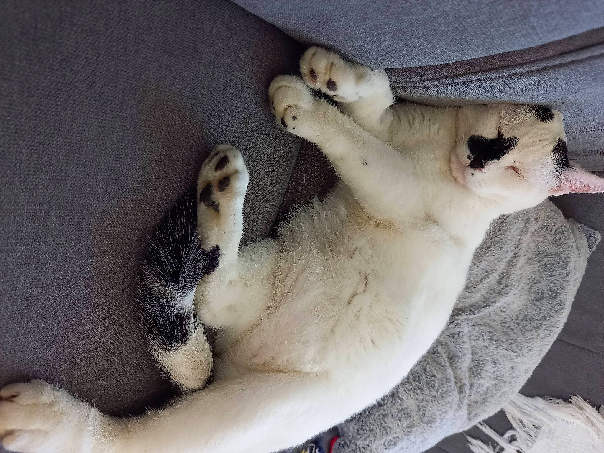 Kalinou a rejoint le concours — aidez-le/la à gagner de superbes lots ! carnivore, cat, claw, comfort, companion_dog, dog_breed, fawn, felidae, fur, grey, nap, paw, pet_supply, small_to_medium_sized_cats, sporting_group, tail, terrestrial_animal, vertebrate, whiskers, wildlife