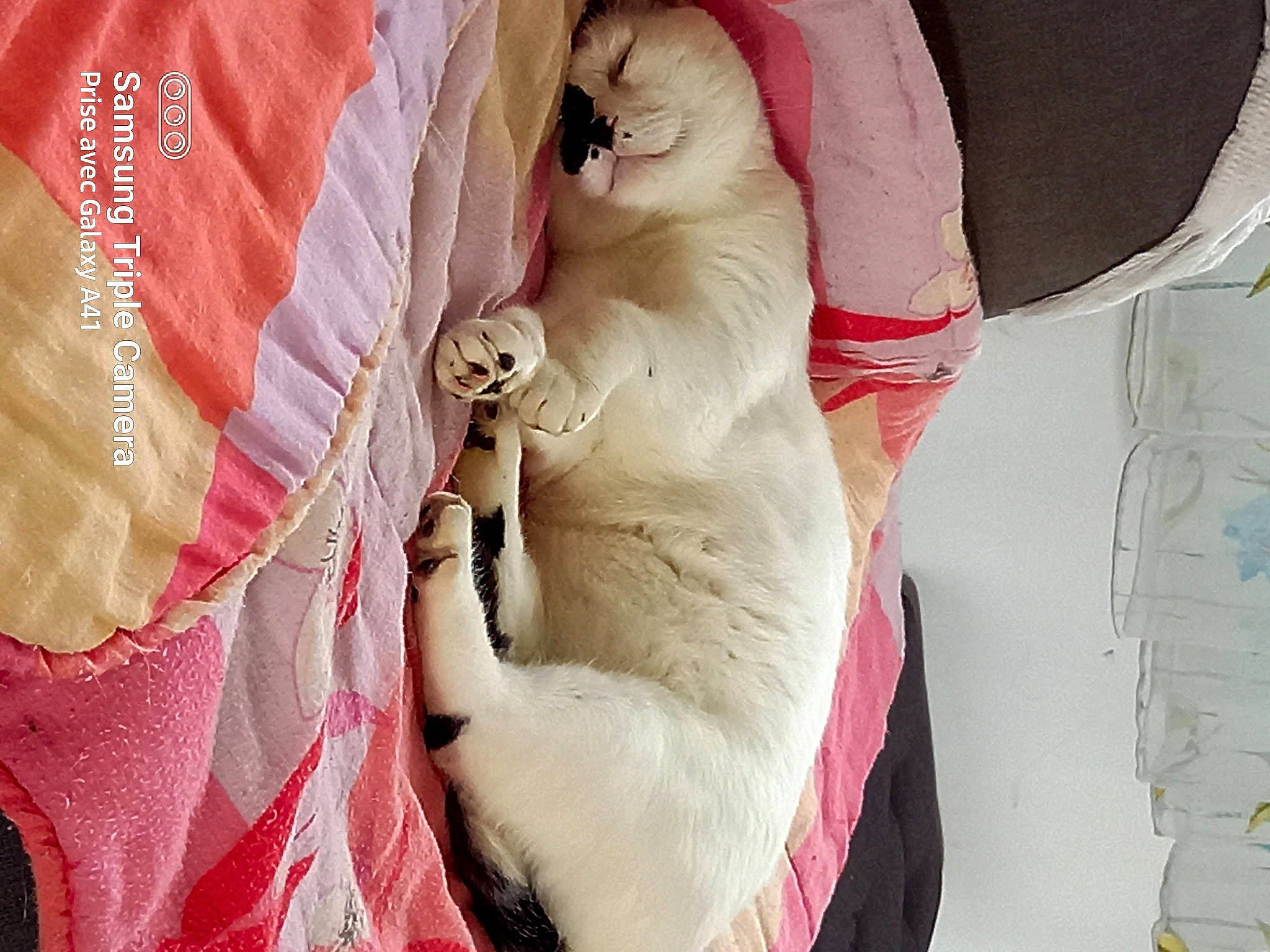 Kalinou participe au concours pour gagner de l'argent avec cette photo : beard, carnivore, companion_dog, dress, eyelash, fashion_accessory, fashion_design, fawn, fur, linens, magenta, nail, natural_material, pattern, peach, pink, sleeve, street_fashion, sunglasses, textile