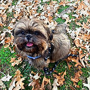Remy joined the competition — help win amazing prizes! dog, pet, small_dog, shih_tzu, fur, face, eyes, tongue_out, collar, leash, autumn, fallen_leaves, oak_leaves, grass, outdoor, sitting, closeup, happy, portrait, brown