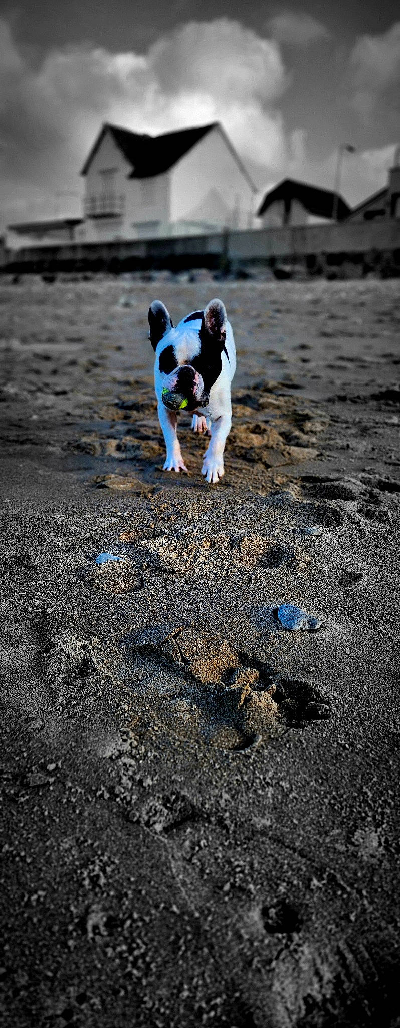 Luigi a rejoint le concours — aidez-le/la à gagner de superbes lots ! asphalt, canidae, carnivore, companion_dog, dog, dog_breed, fawn, grass, human_leg, paw, road, road_surface, sand, shadow, snout, soil, sporting_group, tail, tar, toy_dog