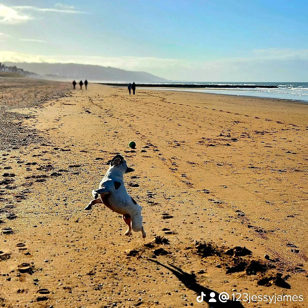 Luigi participe au concours pour gagner de l'argent avec cette photo : beach, beak, bird, carnivore, cloud, coast, coastal_and_oceanic_landforms, dog, horizon, landscape, lari, ocean, sand, seabird, shore, sky, soil, water, wind_wave, wing