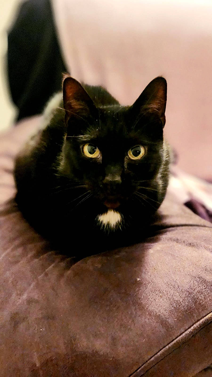 Yuko participe au concours pour gagner de l'argent avec cette photo : carnivore, cat, comfort, domestic_short_haired_cat, felidae, fur, small_to_medium_sized_cats, snout, terrestrial_animal, whiskers