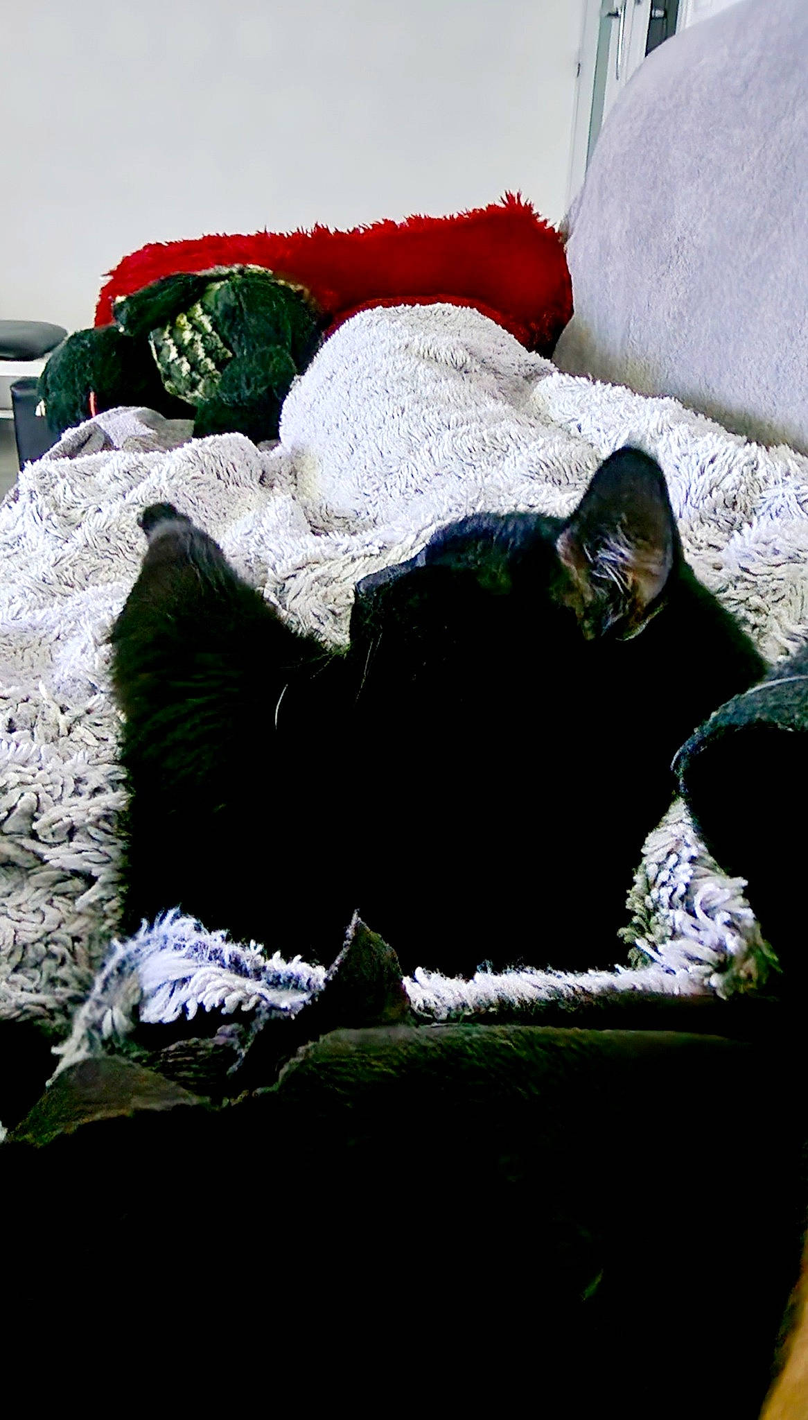 Yuko a rejoint le concours — aidez-le/la à gagner de superbes lots ! black_cat, carmine, carnivore, cat, comfort, felidae, fur, grass, linens, pattern, pillow, small_to_medium_sized_cats, snow, tail, terrestrial_animal, textile, thread, whiskers, wool, woolen