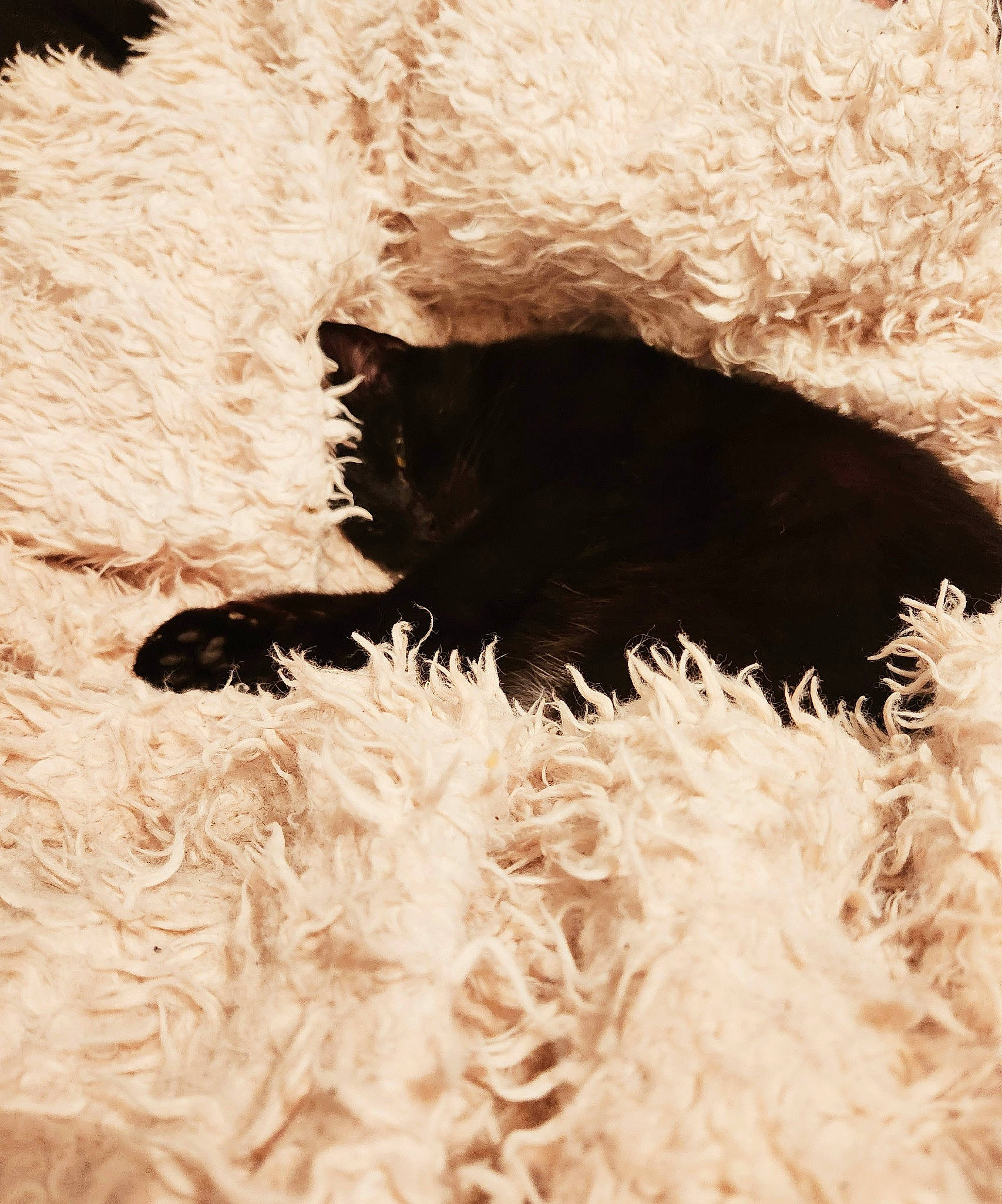 Yuko a rejoint le concours — aidez-le/la à gagner de superbes lots ! canidae, carnivore, dog, dog_breed, fang, felidae, fur, grass, mammal, monochrome_photography, natural_material, shadow, snout, soil, sporting_group, terrestrial_animal, tints_and_shades, vertebrate, water_dog, working_animal