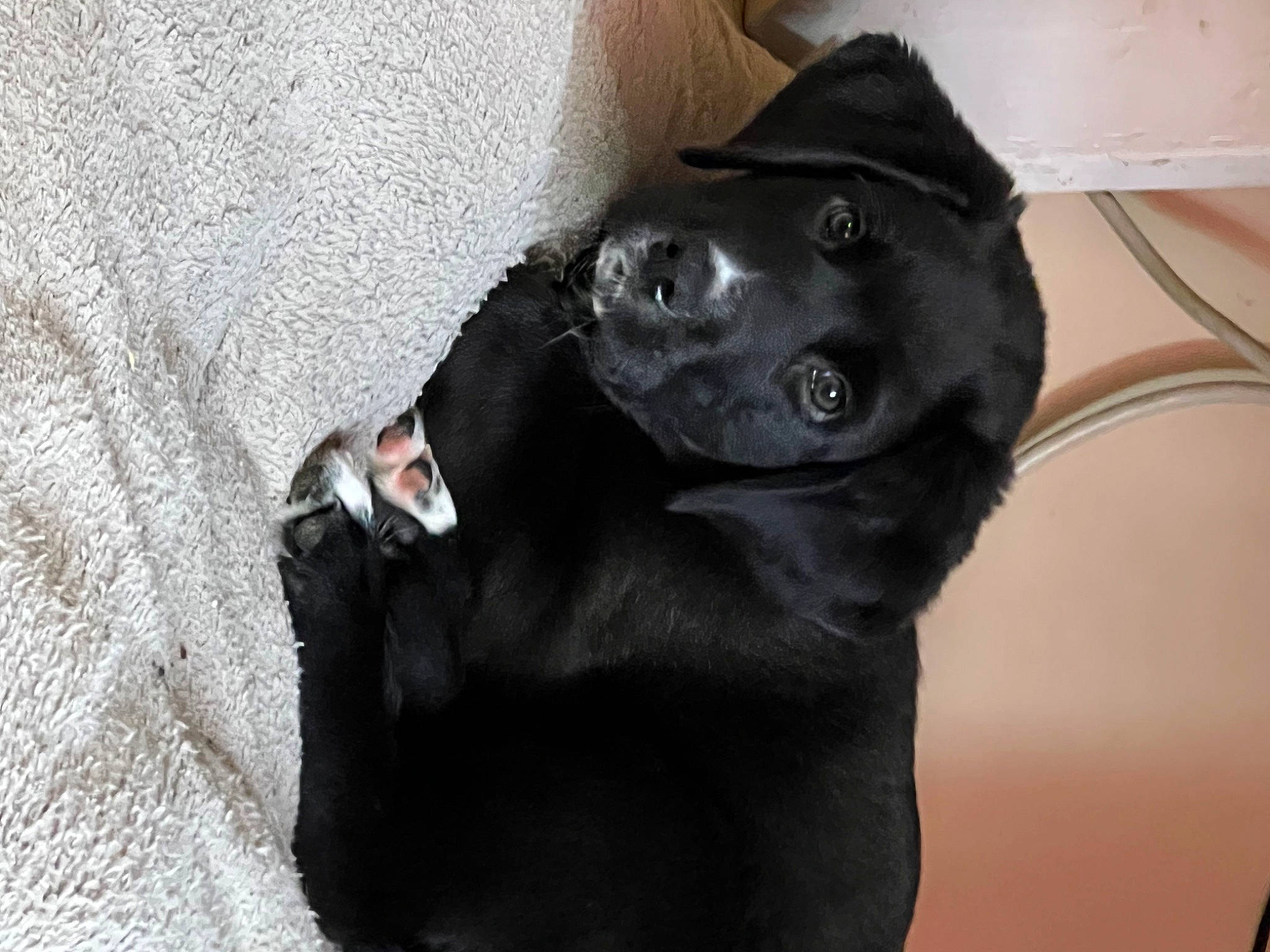 Lulu is registered to the contest to win money with this photo: borador, canidae, carnivore, collar, comfort, companion_dog, dog, dog_breed, dog_collar, ear, fur, guard_dog, liver, pet_supply, snout, sporting_group, tail, terrestrial_animal, whiskers, working_animal