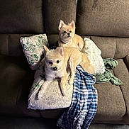 Chewy joined the competition — help win amazing prizes! dog, small_dog, fluffy, couch, pillow, blanket, indoor, pet, furniture, cozy, living_room, two_dogs, brown_dog, beige_dog, carpet, cute, companion, relaxed, home, animal