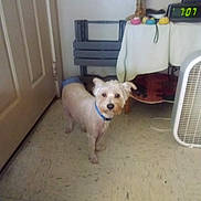 Ace joined the competition — help win amazing prizes! animal, blue_collar, brown, chair, clock, collar, dog, domestic, door, fan, floor, furniture, indoor, lamp, pet, room, small_dog, table, tile_floor, white