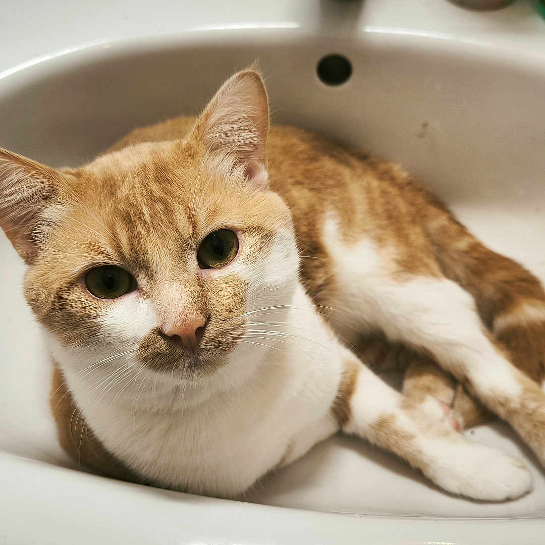 Rocky a rejoint le concours — aidez-le/la à gagner de superbes lots ! abyssinian, animal, art, bathing, bathtub, brush, cat, hardwood, kitten, manx, person, pet, porcelain, pottery, siamese, sink, sinkfaucet, tap, tub, wood
