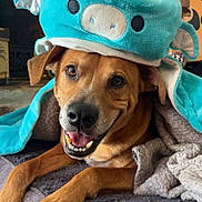 Marley Bob is registered to the contest to win money with this photo: dog, pet, animal, canine, smiling, plush_hat, blue, ears, wings, bed, blanket, indoor, cozy, happy, lying_down, fur, tongue, cute, face, home