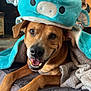 dog, pet, animal, canine, smiling, plush_hat, blue, ears, wings, bed, blanket, indoor, cozy, happy, lying_down, fur, tongue, cute, face, home