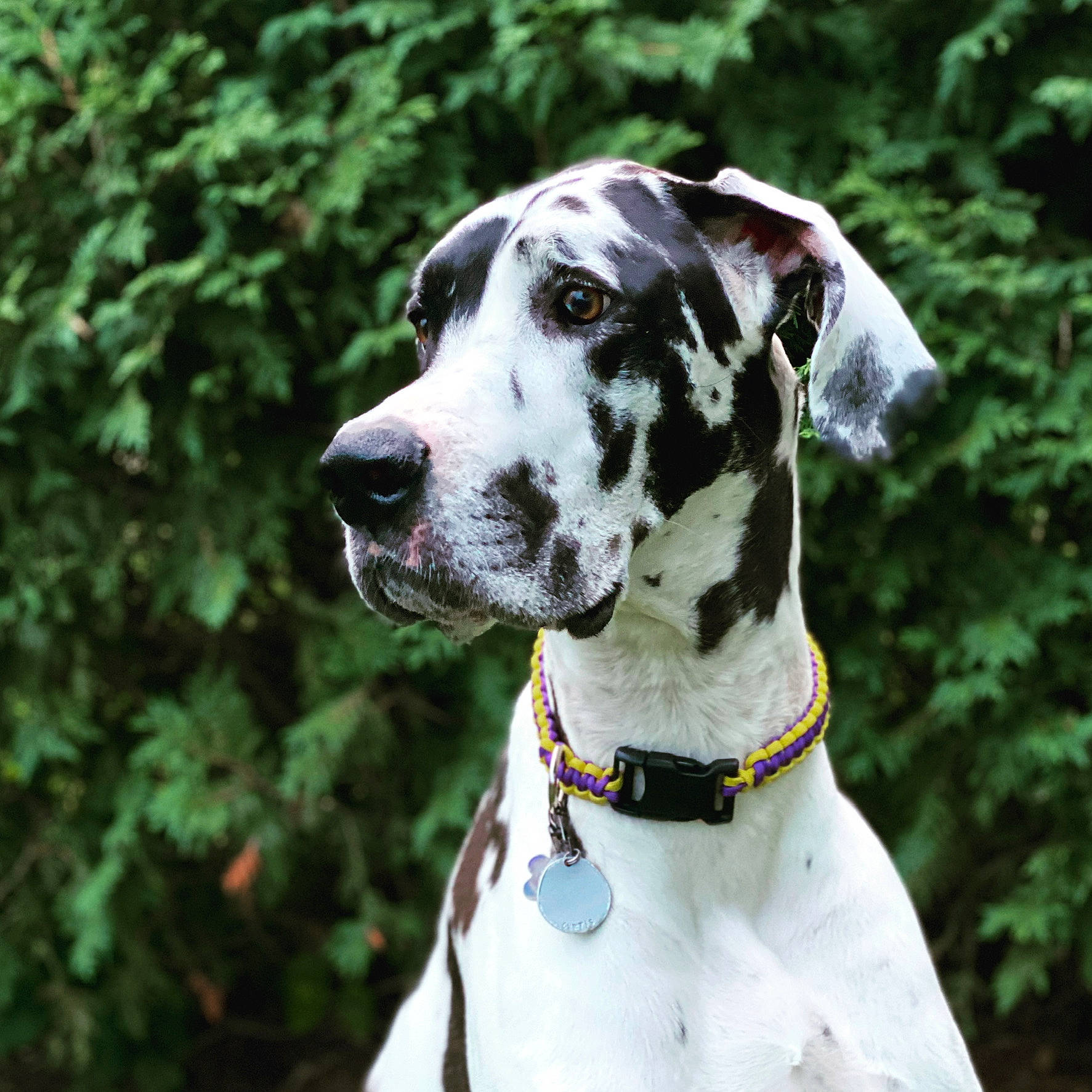 Curtis joined the competition — help win amazing prizes! canidae, carnivore, dalmatian, dog, dog_breed, dog_collar, fawn, great_dane, guard_dog, louisiana_catahoula_leopard_dog, mammal, non_sporting_group, pointer, snout, sporting_group, vertebrate, working_dog