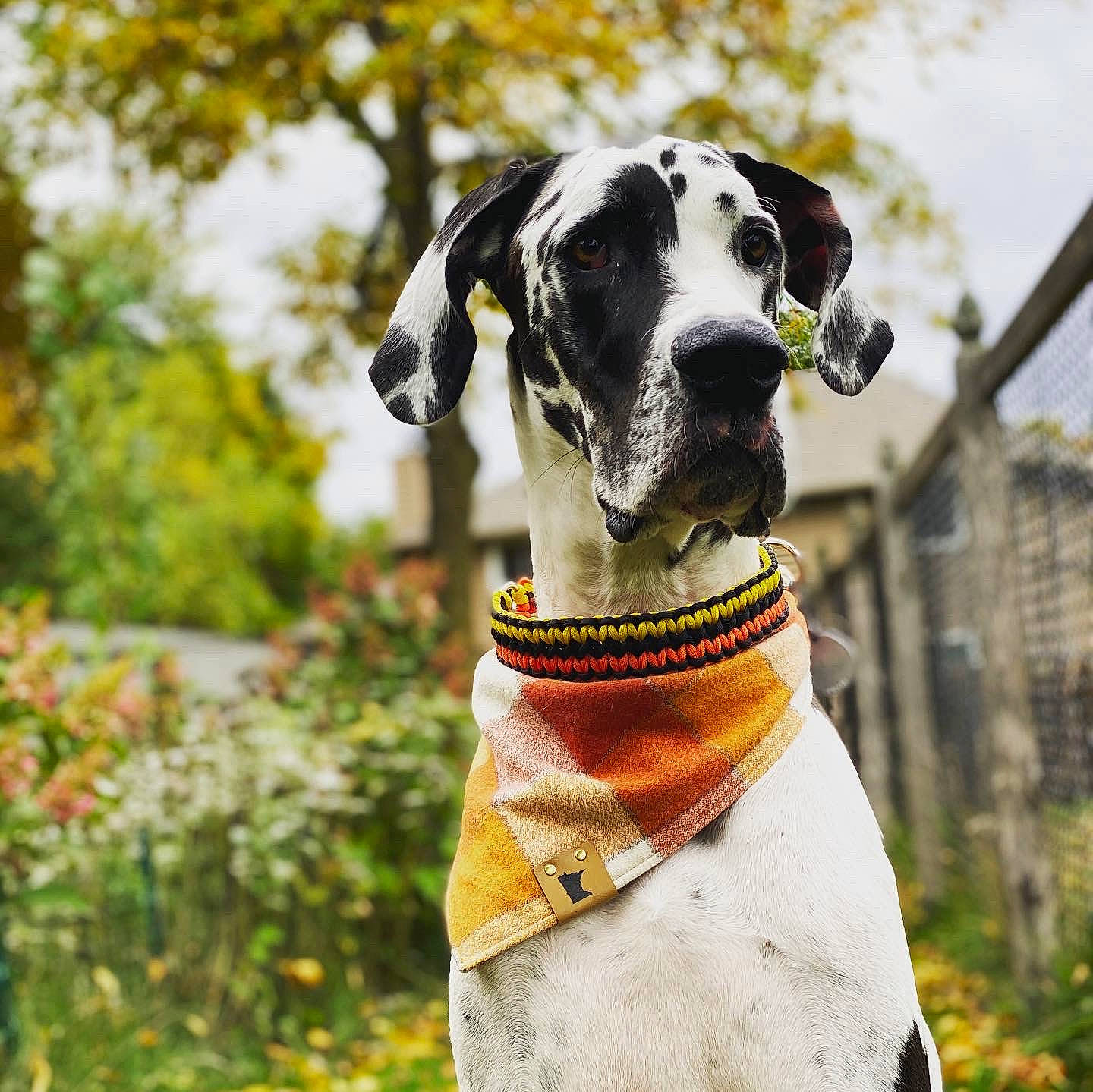 Curtis is registered to the contest to win money with this photo: canidae, carnivore, collar, dog, dog_breed, dog_collar, fashion_accessory, fawn, great_dane, guard_dog, hunting_dog, leash, mammal, non_sporting_group, pointer, snout, sporting_group, working_dog