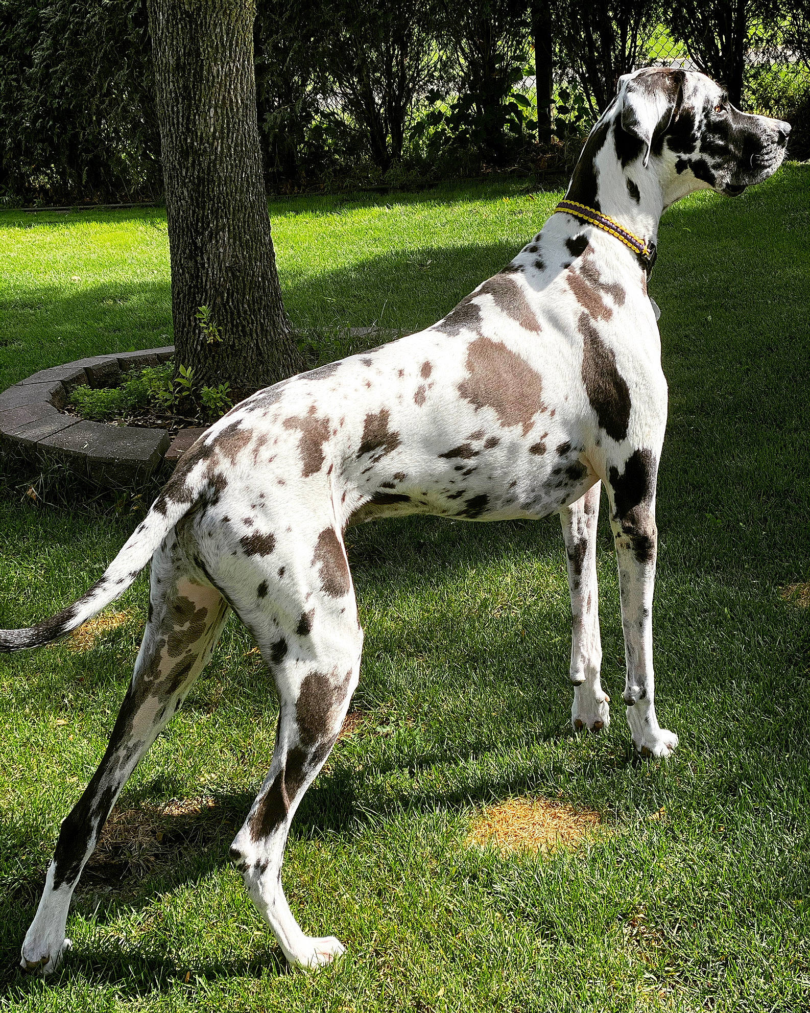 Curtis joined the competition — help win amazing prizes! canidae, carnivore, dog, dog_breed, fawn, great_dane, mammal, non_sporting_group, old_danish_pointer, sporting_group, vertebrate