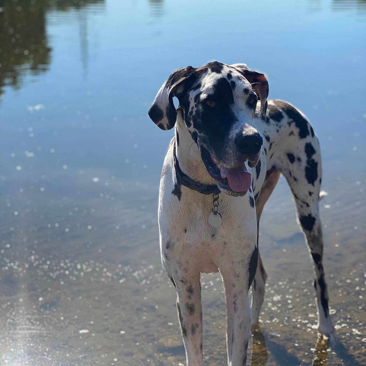 Curtis joined the competition — help win amazing prizes! canidae, carnivore, dalmatian, dog, dog_breed, fawn, great_dane, guard_dog, louisiana_catahoula_leopard_dog, mammal, non_sporting_group, snout, sporting_group, vertebrate, water, working_dog