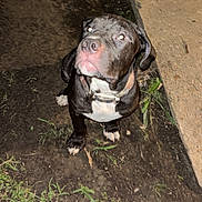 Duke joined the competition — help win amazing prizes! animal, black_and_white, canine, collar, curious, dirt, dog, ears, flash, grass, ground, looking_up, night, outdoor, paws, pet, sidewalk, sitting, snout, white_paws