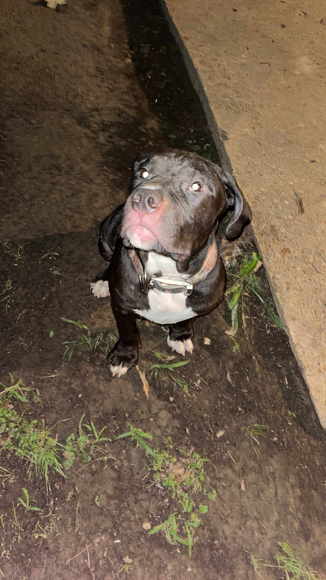 Duke