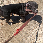 Duke joined the competition — help win amazing prizes! animal, black_dog, canine, chewing, collar, concrete, daylight, dog, ears, fur, leash, outdoor, paw, pet, playful, shadow, sidewalk, snout, sunny, walking