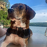 Bristol joined the competition — help win amazing prizes! animal, boat, brown, canine, cliff, daytime, dog, harness, lake, nature, outdoor, pet, portrait, relaxing, sky, summer, sunlight, trees, water, white