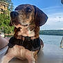 animal, boat, brown, canine, cliff, daytime, dog, harness, lake, nature, outdoor, pet, portrait, relaxing, sky, summer, sunlight, trees, water, white