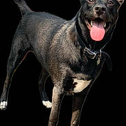 Rocky joined the competition — help win amazing prizes! dog, black_dog, white_paws, white_chest, collar, pet, animal, tongue_out, happy, standing, canine, mammal, domestic_animal, fur, ears_up, alert, friendly, portrait, isolated, studio_background