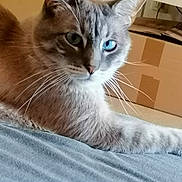 Seffy a rejoint le concours — aidez-le/la à gagner de superbes lots ! carnivore, cat, cat_supply, claw, comfort, computer_keyboard, domestic_short_haired_cat, door, felidae, fur, grey, home_appliance, kitchen_appliance, paw, small_to_medium_sized_cats, snout, tail, terrestrial_animal, whiskers, window