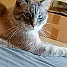 Seffy a rejoint le concours — aidez-le/la à gagner de superbes lots ! carnivore, cat, cat_supply, claw, comfort, computer_keyboard, domestic_short_haired_cat, door, felidae, fur, grey, home_appliance, kitchen_appliance, paw, small_to_medium_sized_cats, snout, tail, terrestrial_animal, whiskers, window