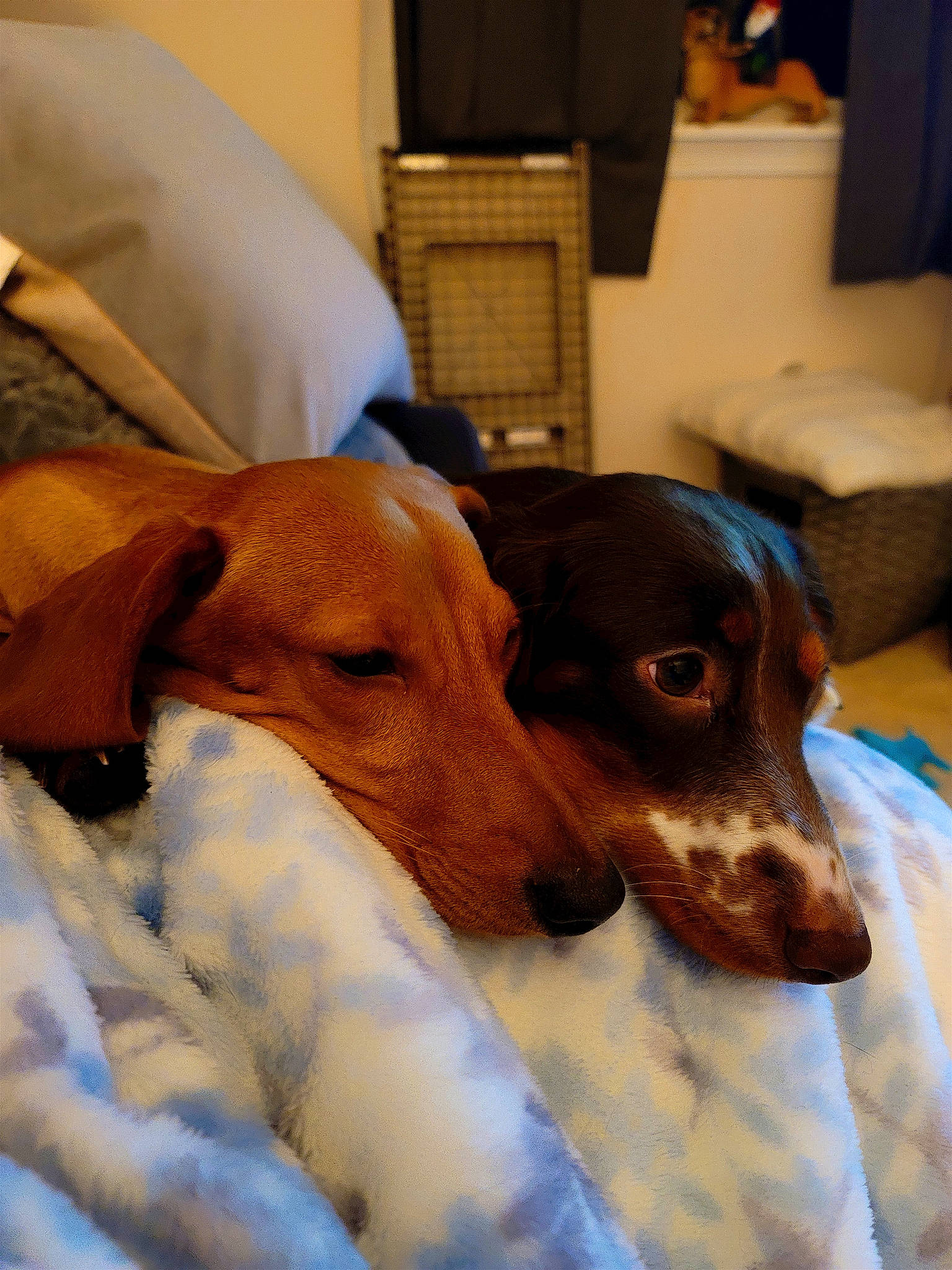 Ellie Mae is registered to the contest to win money with this photo: canidae, carnivore, collar, comfort, companion_dog, dog, dog_breed, fawn, fur, hound, houseplant, liver, picture_frame, saluki, scent_hound, snout, sporting_group, whiskers, wood, working_animal