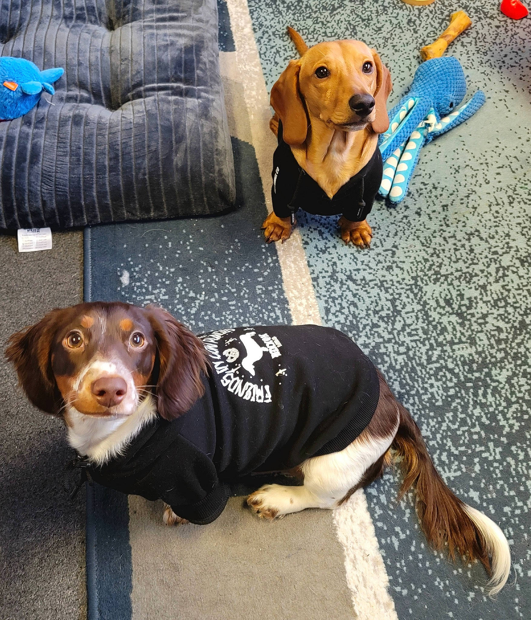 Ellie Mae is registered to the contest to win money with this photo: canidae, carnivore, collar, comfort, companion_dog, couch, dog, dog_breed, dog_collar, dog_supply, fawn, flooring, fur, hound, liver, pet_supply, scent_hound, snout, sporting_group, working_animal