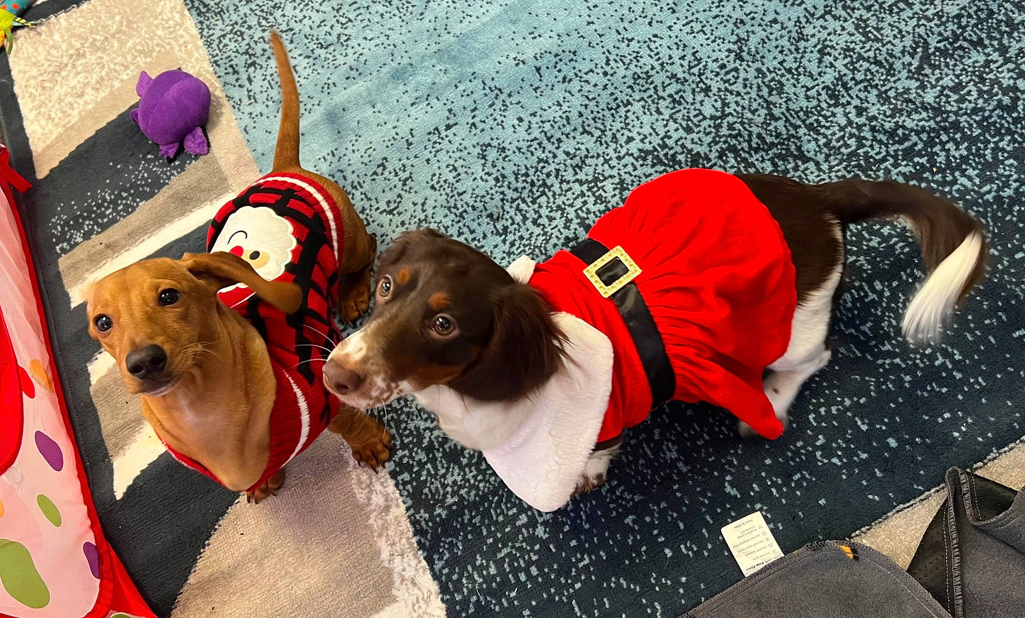 Ellie Mae joined the competition — help win amazing prizes! canidae, carmine, carnivore, collar, companion_dog, costume_hat, dog, dog_breed, dog_clothes, dog_collar, dog_supply, fashion_accessory, fawn, happy, hat, leash, pet_supply, snout, travel, working_animal