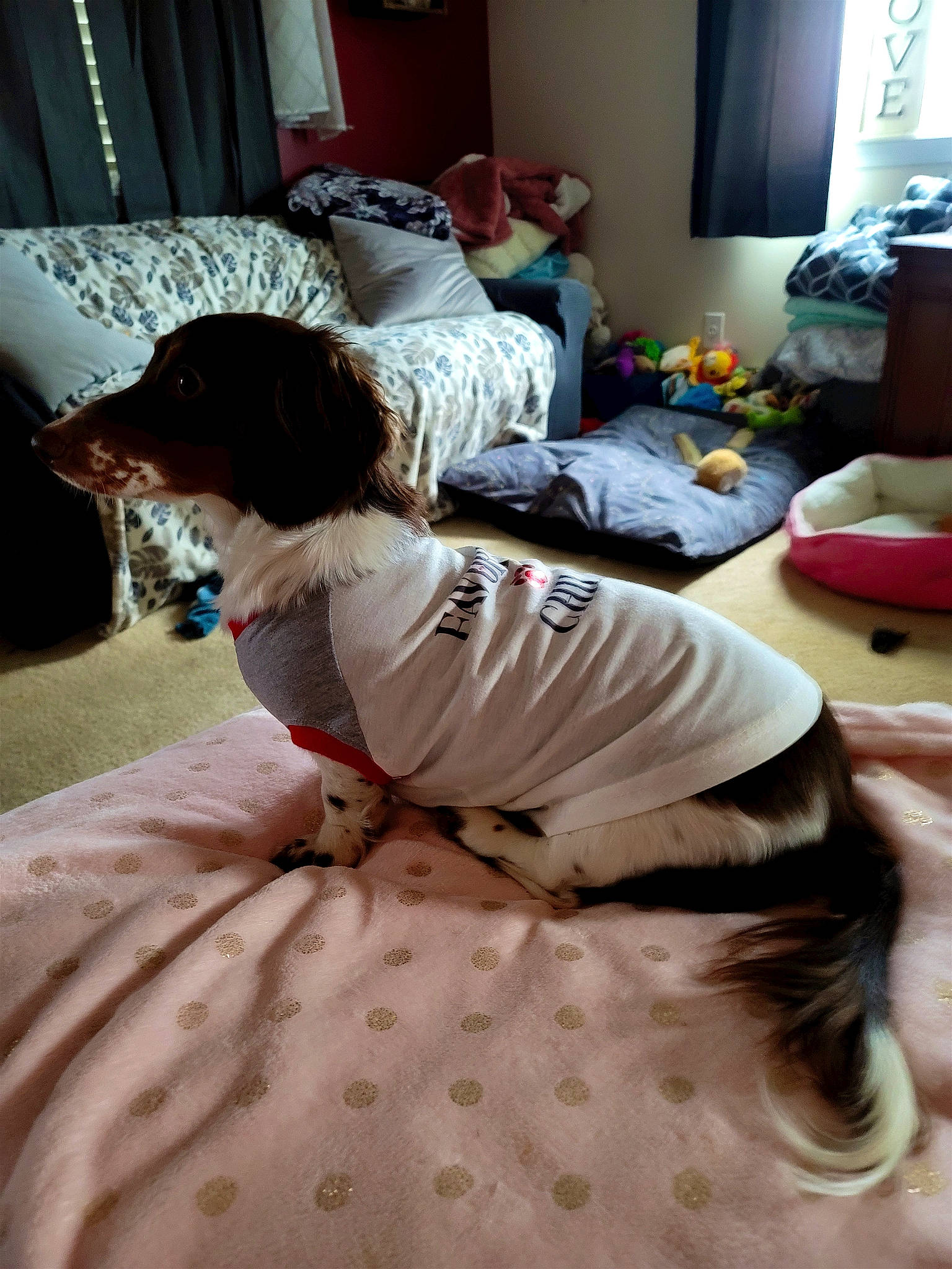 Ellie Mae joined the competition — help win amazing prizes! bed_sheet, bedding, bedroom, comfort, curtain, fashion_design, fawn, floor, flooring, hardwood, human_leg, knee, linens, long_hair, room, sitting, t_shirt, textile, thigh, wood