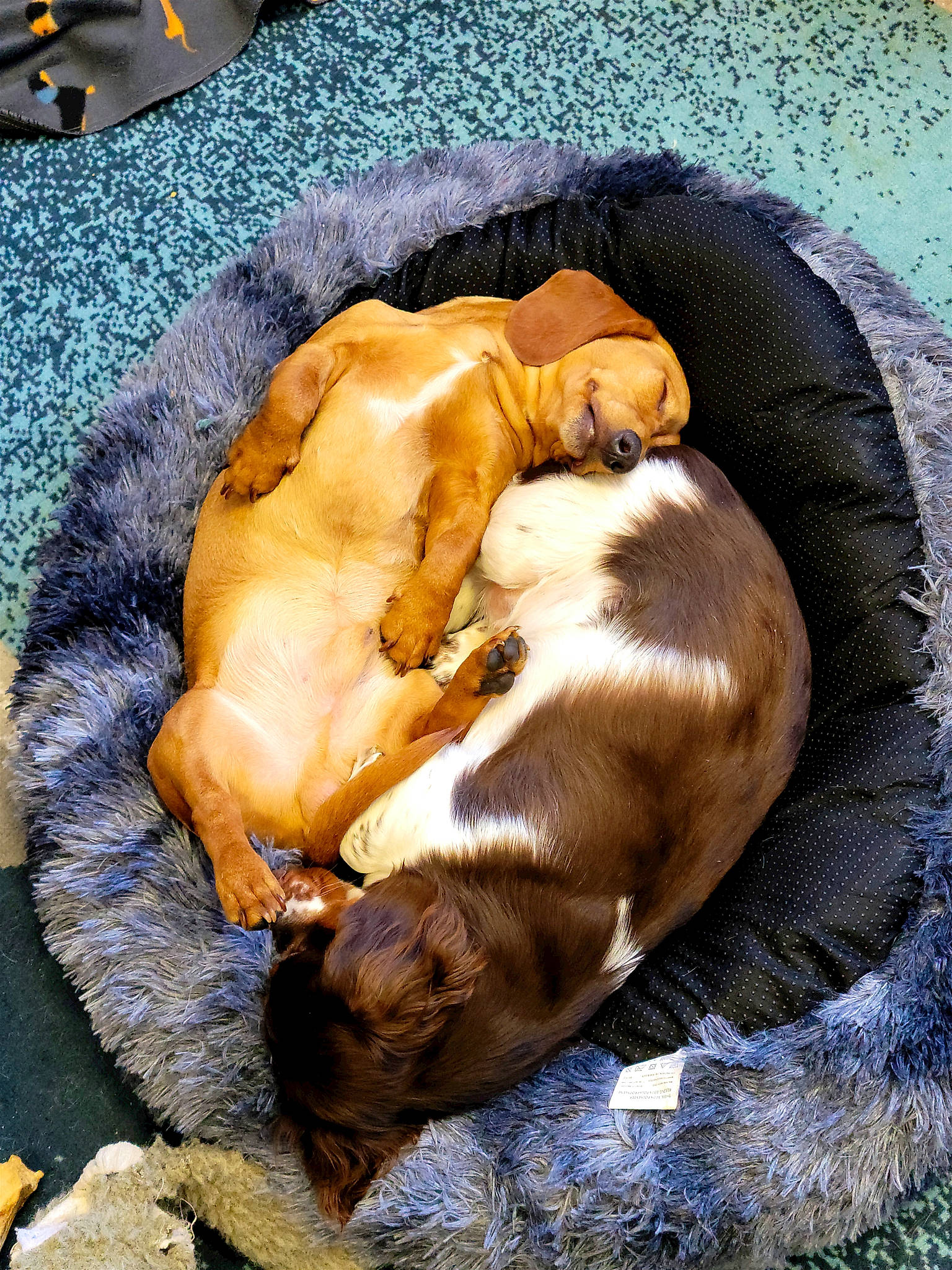 Finigan Reese is registered to the contest to win money with this photo: bedtime, canidae, carnivore, comfort, companion_dog, dog, dog_breed, dog_supply, fawn, flower, fur, linens, liver, nap, pet_supply, snout, sporting_group, tail, toy_dog, working_animal