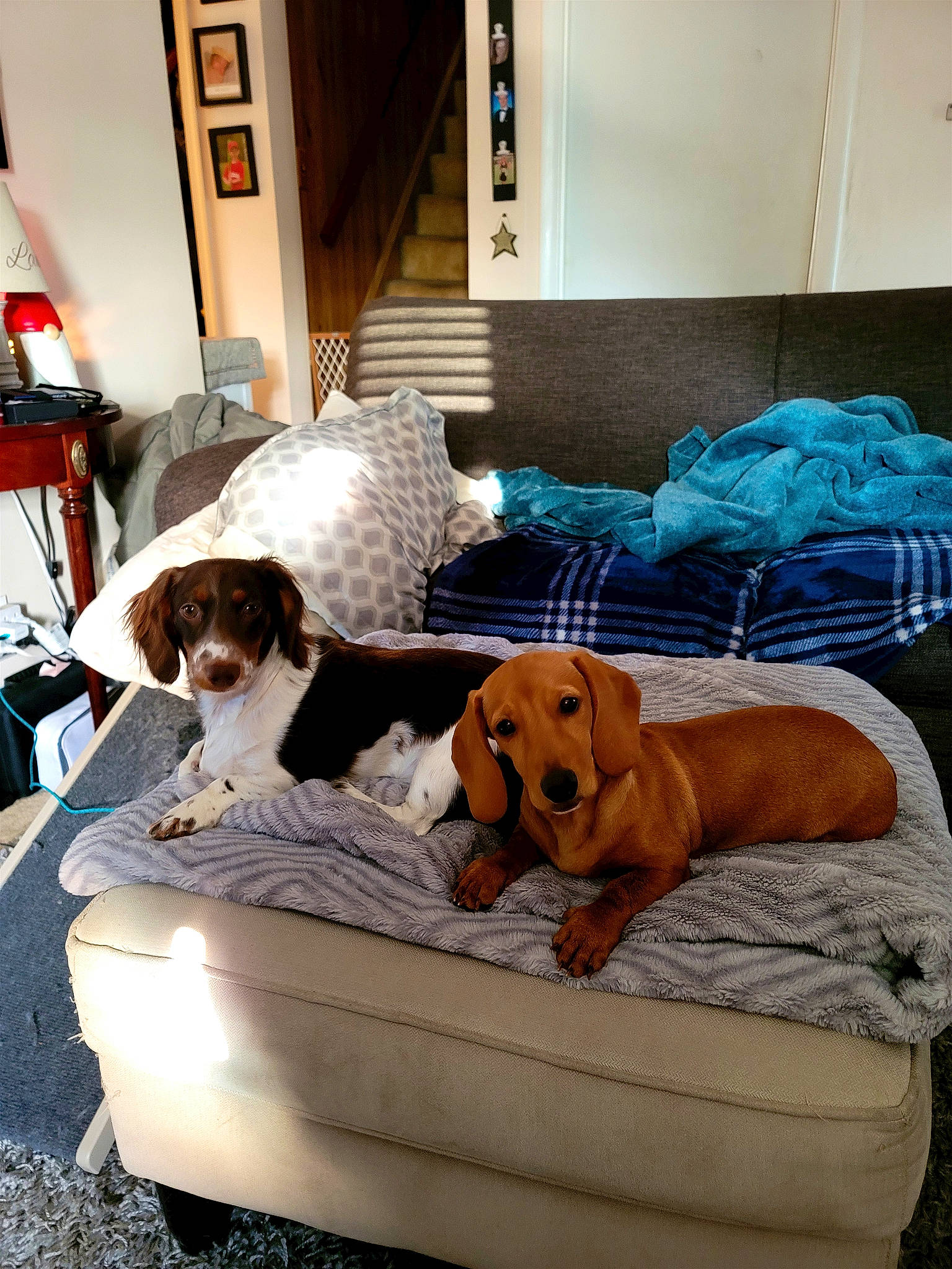 Finigan Reese joined the competition — help win amazing prizes! canidae, carnivore, chair, comfort, companion_dog, couch, dog, dog_breed, dog_supply, fawn, flooring, hardwood, house, living_room, pet_supply, scent_hound, sporting_group, studio_couch, wood, working_animal