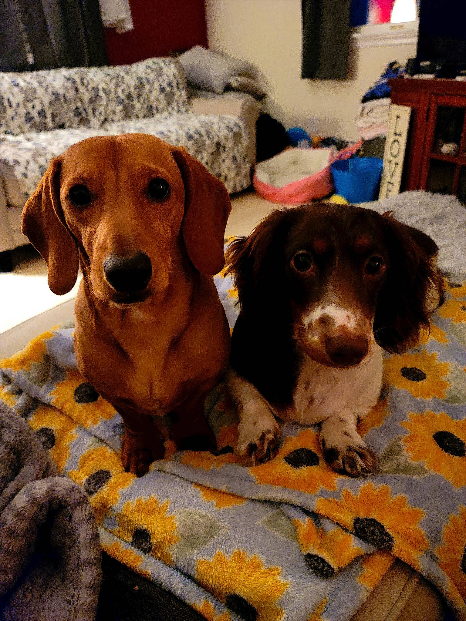 Finigan Reese is registered to the contest to win money with this photo: cabinetry, canidae, carnivore, comfort, companion_dog, dog, dog_breed, dog_supply, fawn, hardwood, hound, lamp, liver, pet_supply, picture_frame, scent_hound, snout, sporting_group, wood, working_animal