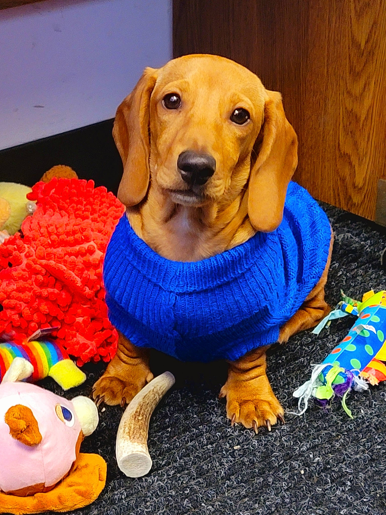 Finigan Reese is registered to the contest to win money with this photo: carnivore, chair, companion_dog, dog, dog_breed, dog_clothes, dog_supply, dog_toy, electric_blue, fawn, hound, mammal, pet_supply, scent_hound, snout, sporting_group, stuffed_toy, toy, whiskers, working_animal