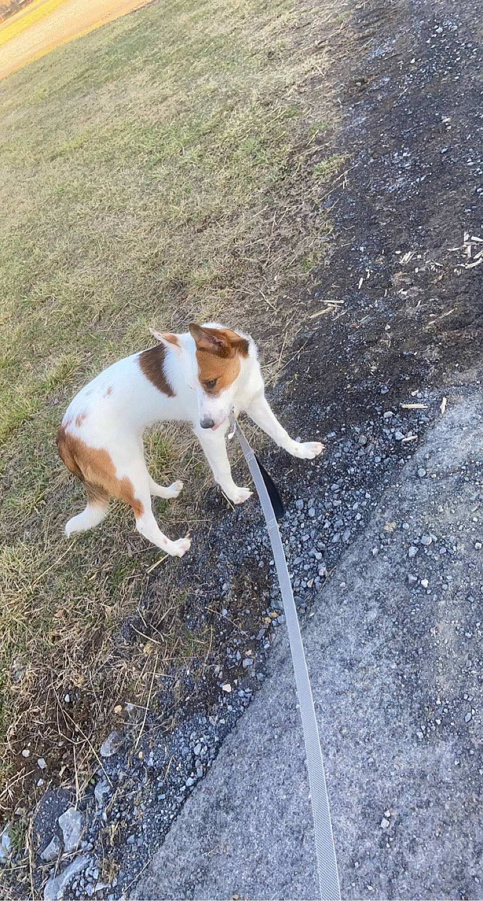 Diesel joined the competition — help win amazing prizes! asphalt, canidae, carnivore, collar, companion_dog, dog_breed, fawn, felidae, fur, grass, hunting_dog, paw, road_surface, small_to_medium_sized_cats, soil, sporting_group, street_dog, tail, tar, whiskers