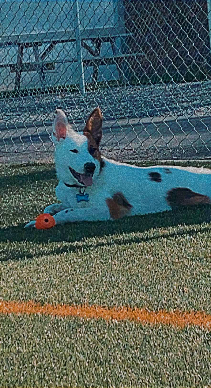 Diesel is registered to the contest to win money with this photo: carnivore, chain_link_fencing, companion_dog, dog, dog_breed, dog_supply, electric_blue, fawn, fence, flooring, grass, mesh, pattern, pet_supply, road_surface, shadow, sidewalk, snout, tail, wire_fencing