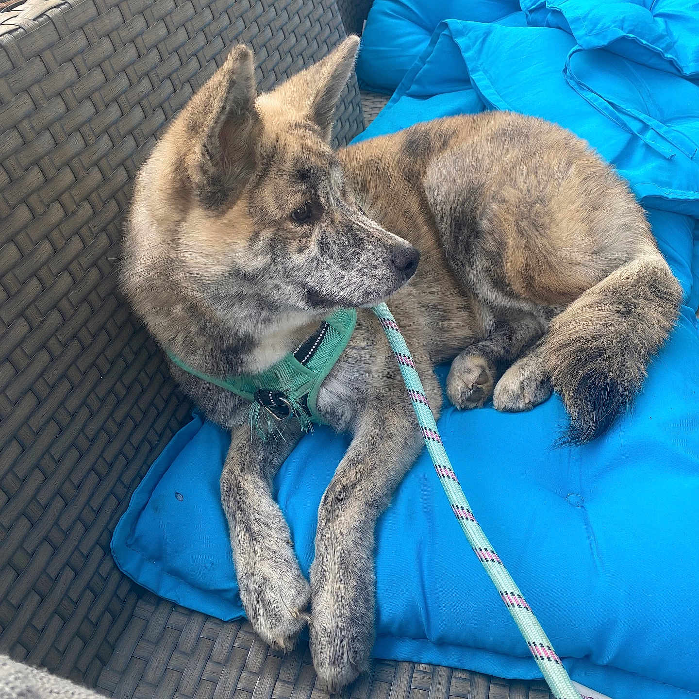 Olympe participe au concours pour gagner de l'argent avec cette photo : accessories, animal, blanket, canine, cat, chair, couch, cushion, dog, furniture, germanshepherd, homedecor, husky, indoors, interiordesign, person, pet, puppy, sleeping, strap