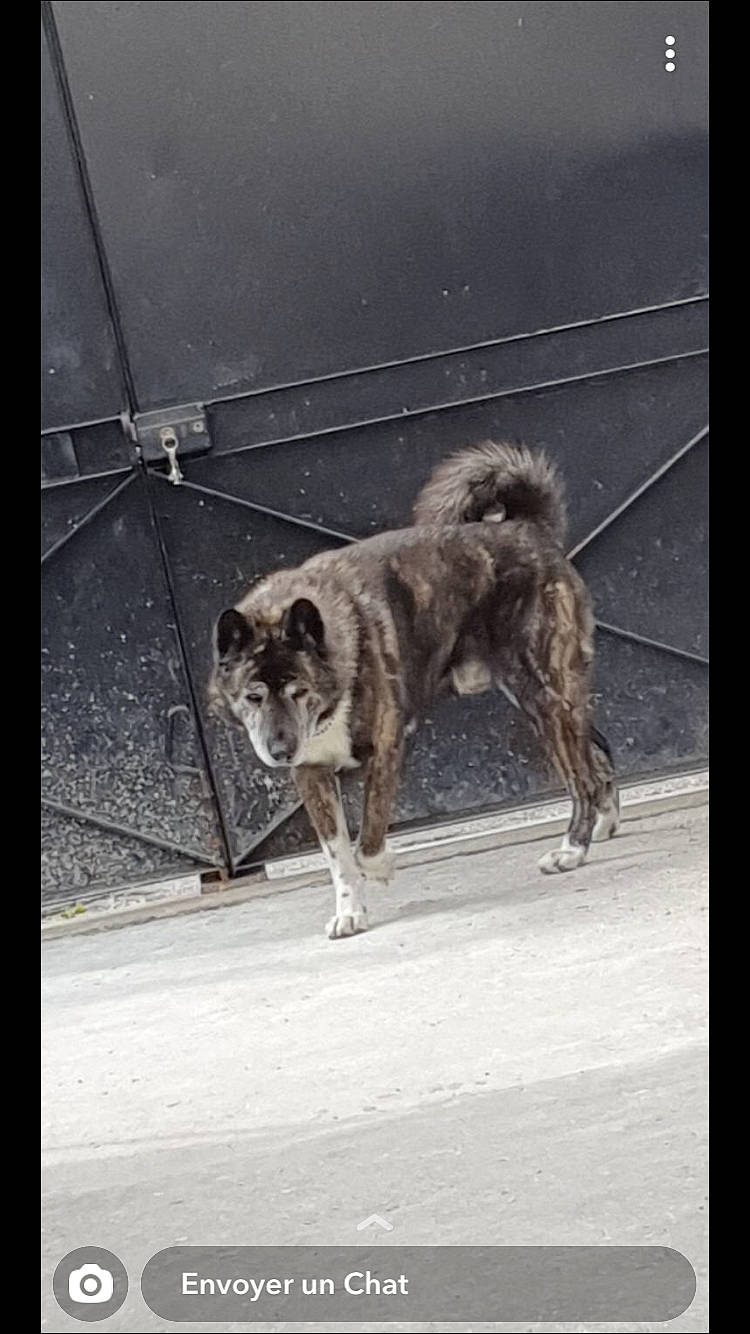 Zeus a rejoint le concours — aidez-le/la à gagner de superbes lots ! akita, ancient_dog_breeds, canidae, carnivore, dog, dog_breed, mammal, sporting_group, street_dog, vertebrate, working_dog