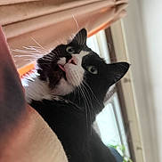 Twinkle Toes is registered to the contest to win money with this photo: cat, tuxedo_cat, blep, whiskers, green_eyes, close_up, indoor, window, blinds, curtain, furniture, black_and_white, fur, pet, portrait, looking_up, tongue, cozy, houseplant, relaxed
