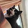 cat, tuxedo_cat, blep, whiskers, green_eyes, close_up, indoor, window, blinds, curtain, furniture, black_and_white, fur, pet, portrait, looking_up, tongue, cozy, houseplant, relaxed
