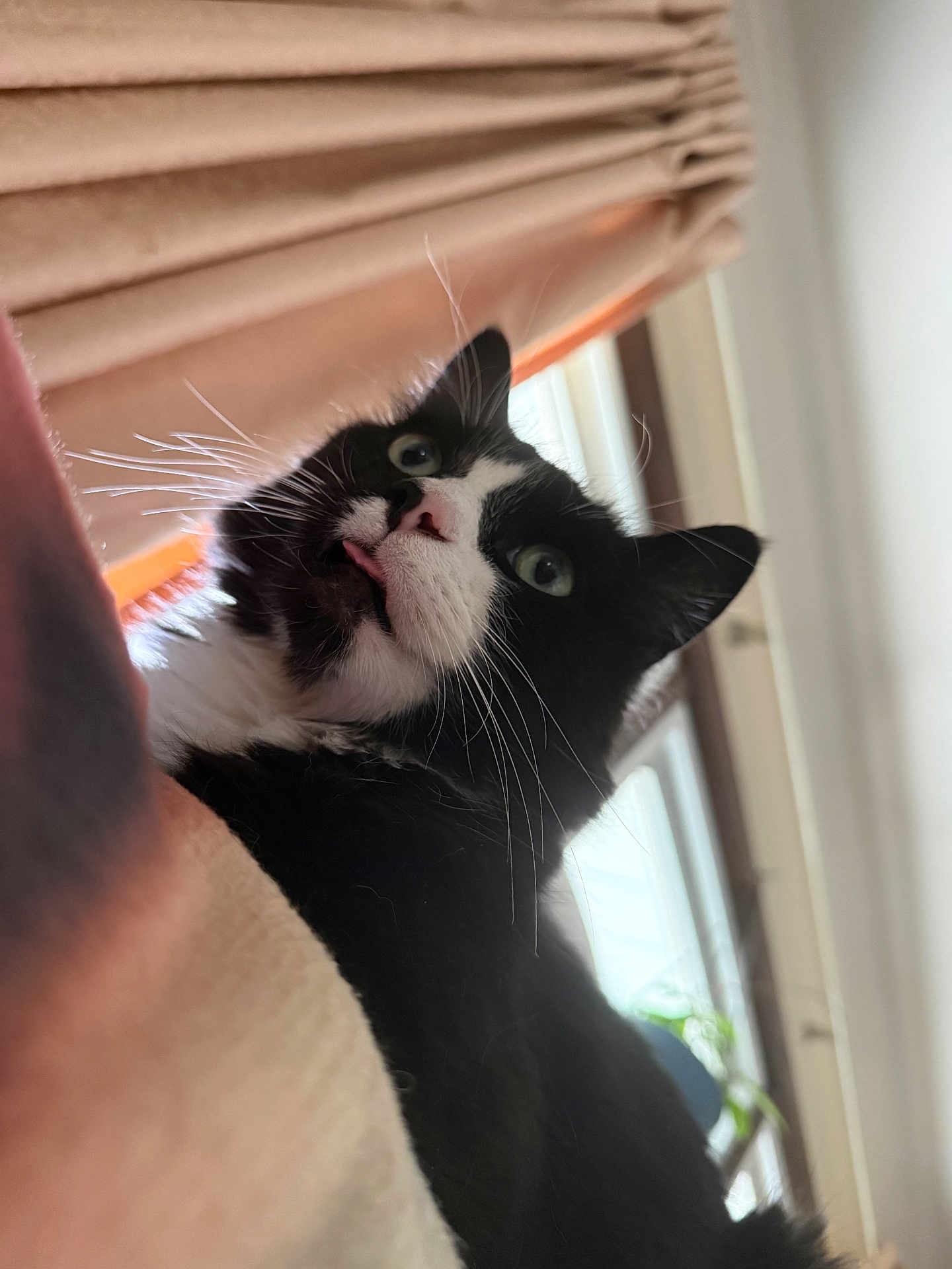 Twinkle Toes is registered to the contest to win money with this photo: cat, tuxedo_cat, blep, whiskers, green_eyes, close_up, indoor, window, blinds, curtain, furniture, black_and_white, fur, pet, portrait, looking_up, tongue, cozy, houseplant, relaxed