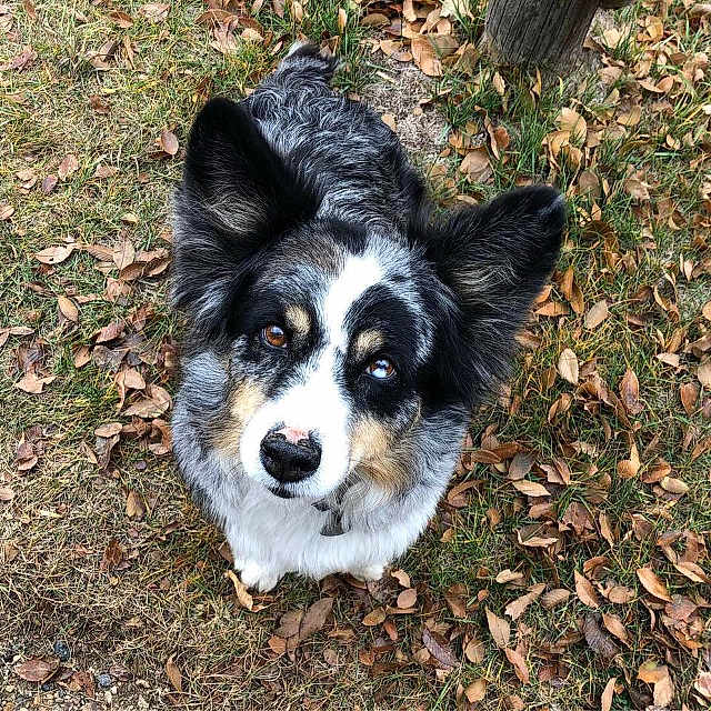 Justin is registered to the contest to win money with this photo: australian_shepherd, border_collie, carnivoran, companion_dog, dog, dog_breed, dog_breed_group, dog_like_mammal, grass, herding_dog, miniature_australian_shepherd, snout
