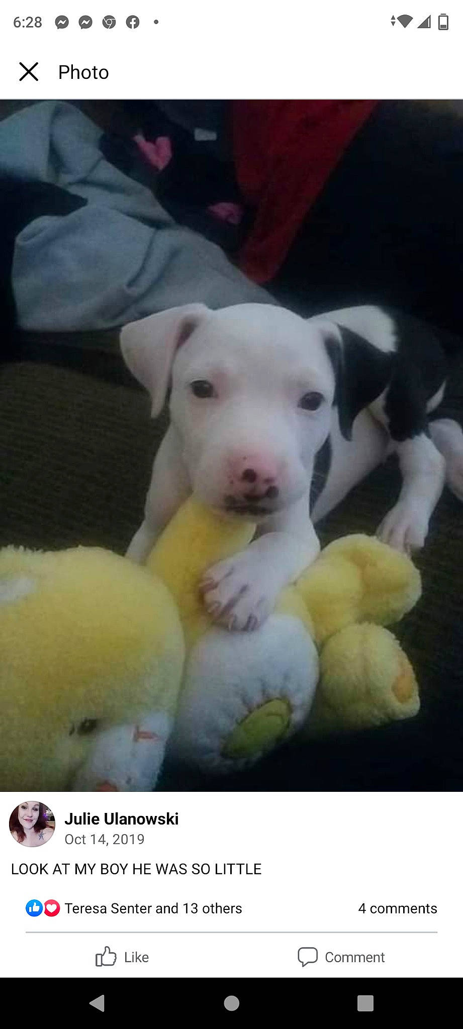 Killer joined the competition — help win amazing prizes! canidae, carnivore, companion_dog, dog, dog_breed, dog_supply, dog_toy, english_white_terrier, fawn, non_sporting_group, paw, pet_supply, puppy, puppy_love, snout, sporting_group, tail, terrestrial_animal, toy, working_animal