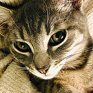 Diego a rejoint le concours — aidez-le/la à gagner de superbes lots ! cat, tabby, close_up, animal, pet, feline, whiskers, eyes, face, fur, cozy, blanket, resting, cute, domestic_animal, mammal, indoor, sleepy, soft, relaxed