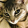 cat, tabby, close_up, animal, pet, feline, whiskers, eyes, face, fur, cozy, blanket, resting, cute, domestic_animal, mammal, indoor, sleepy, soft, relaxed