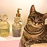 cat, tabby, pet, animal, feline, glass_bottle, decor, indoor, closeup, curious, whiskers, ears, fur, face, eyes, paws, resting, background, bottle_pump, still_life