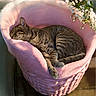 cat, tabby, sleeping, basket, pink, plush, cozy, sunlight, flowers, indoor, pet, fur, relaxing, cute, animal, resting, soft, peaceful, home, comfortable